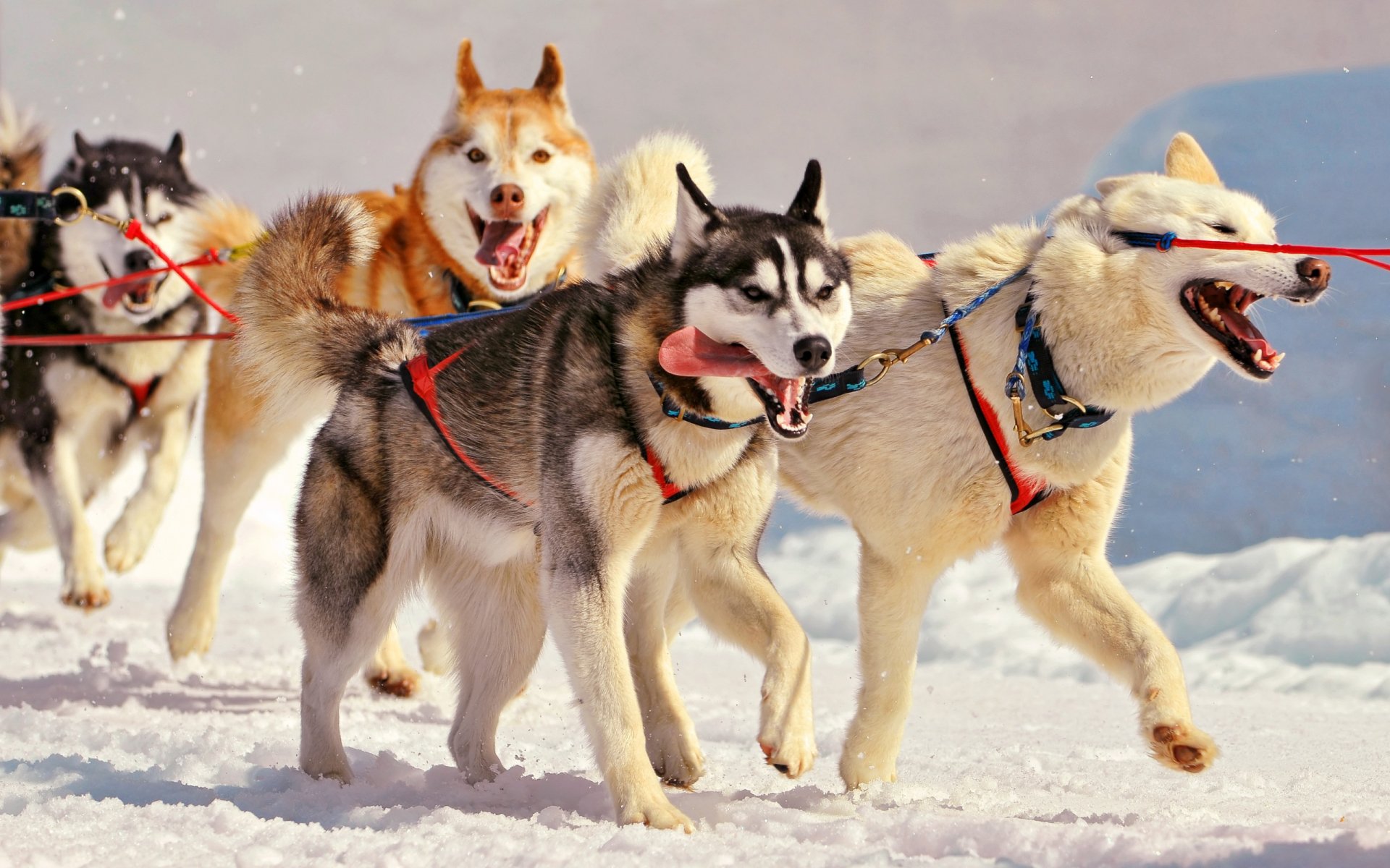 Download Dog Animal Siberian Husky  HD Wallpaper