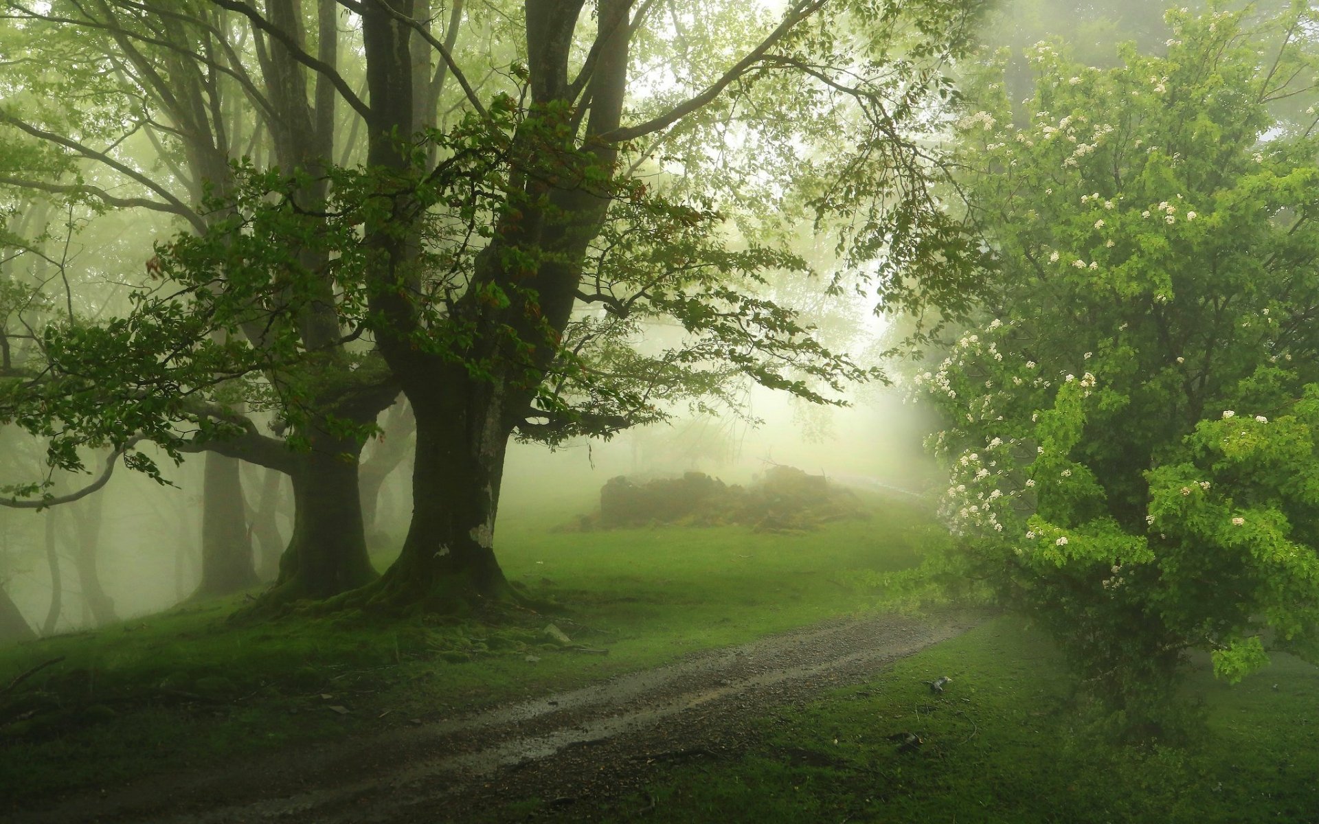 A foggy spring scene in nature featuring a winding path surrounded by lush green trees, captured in HD for a serene PC desktop wallpaper background.