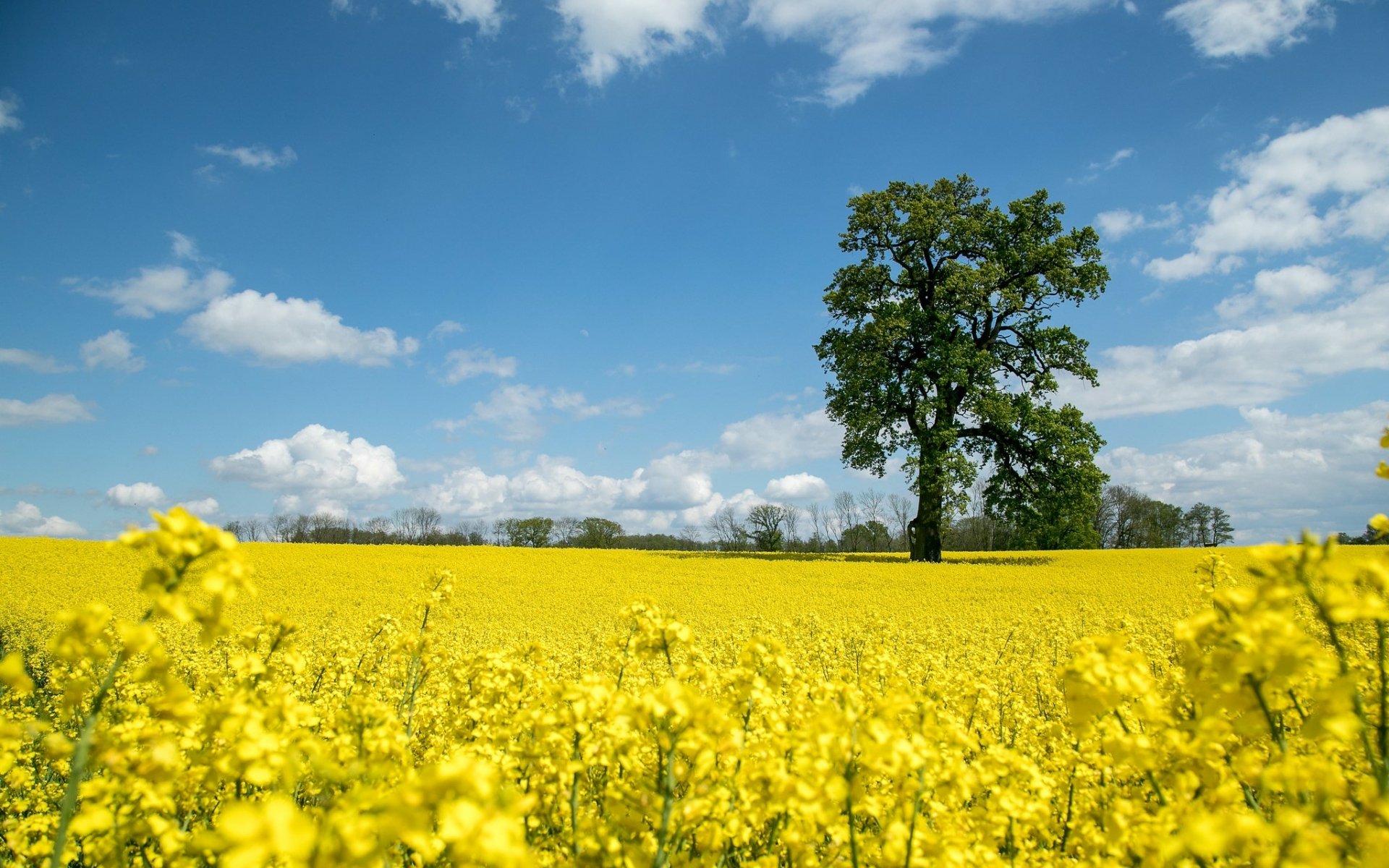 Download Tree Oak Field Nature Rapeseed HD Wallpaper by Mario Viertel