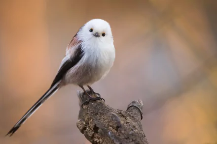 HD desktop wallpaper featuring a close-up of a titmouse bird perched on a branch with a soft, blurred background.
