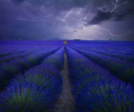 lightning blue flower flower field nature lavender HD Desktop Wallpaper | Background Image