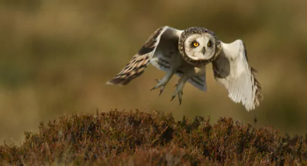 HD PC desktop wallpaper/background of a short-eared owl (bird, animal) in flight over heath, wings spread and bright yellow eyes focused.