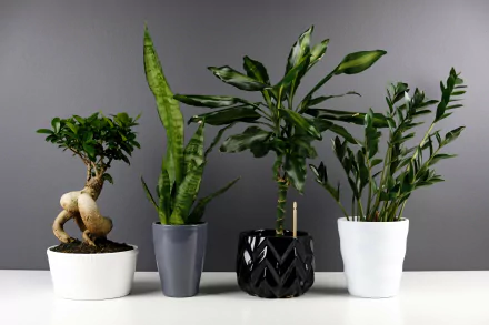  Four Plants On Monochrome Background