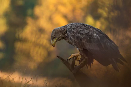 bird of prey Animal eagle HD Desktop Wallpaper | Background Image