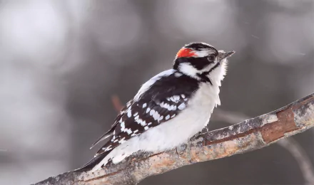 HD desktop wallpaper featuring a downy woodpecker perched on a branch, with its distinctive red and black markings contrasting against the soft, muted background.