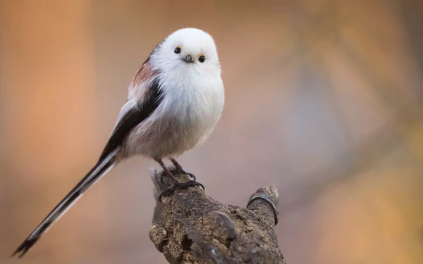 HD desktop wallpaper featuring a close-up of a titmouse bird perched on a branch with a soft, blurred background.