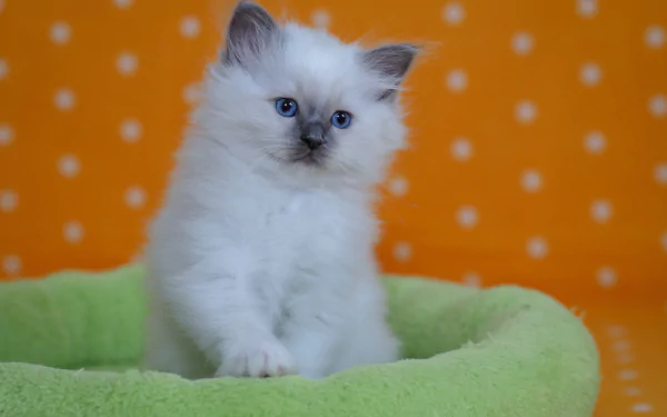 HD desktop wallpaper featuring a fluffy Ragdoll kitten with blue eyes sitting in a soft green bed against a bright orange background.