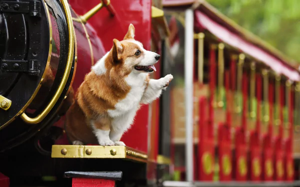 5K Ultra HD PC desktop wallpaper and background: corgi dog perched on the front of a red vintage train, paws on a brass rail with blurred cars and greenery.