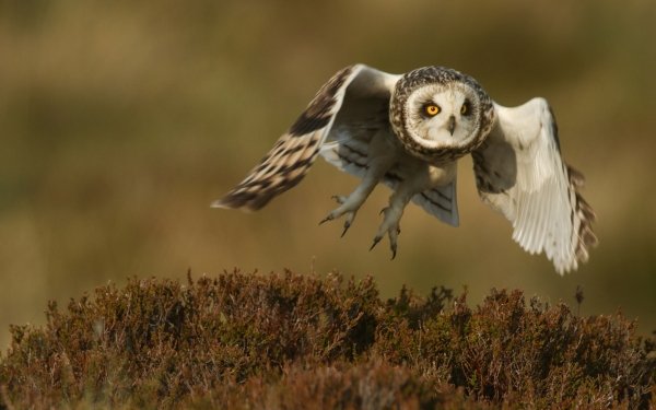 Animal Short-eared Owl Birds Owls Owl Bird HD Wallpaper | Background Image