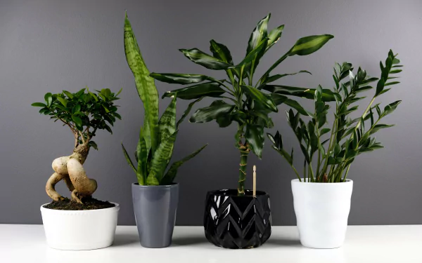 A 4K Ultra HD desktop wallpaper featuring a photography composition of four diverse potted plants against a gray background.