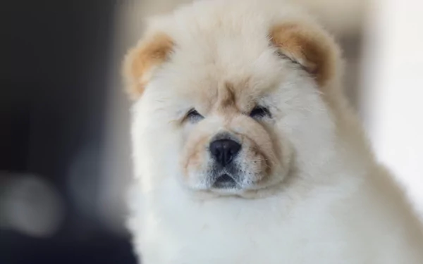 puppy dog Animal chow chow HD Desktop Wallpaper | Background Image