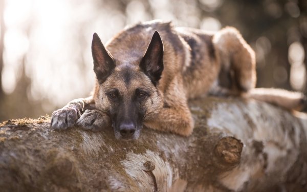 Animal German Shepherd Dogs Dog HD Wallpaper | Background Image