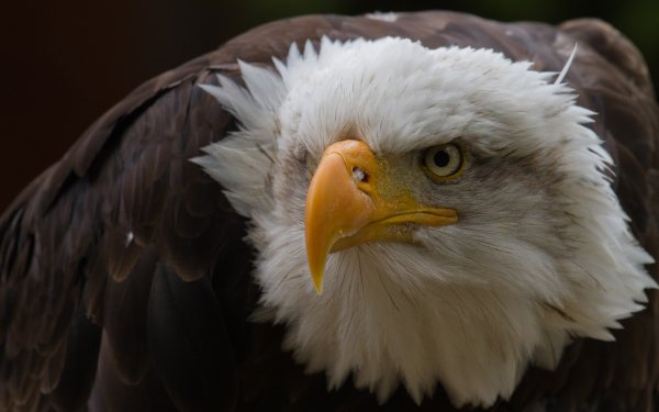 Animal Bald Eagle Birds Eagles Bird HD Wallpaper | Background Image