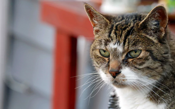 Animal cat serious expression HD Desktop Wallpaper | Background Image