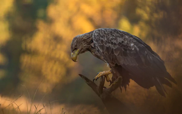 bird of prey Animal eagle HD Desktop Wallpaper | Background Image