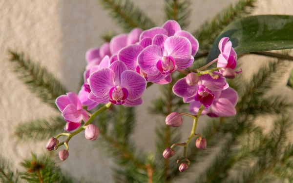 nature orchid HD Desktop Wallpaper | Background Image