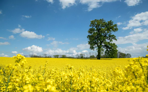  Oak in Rapeseed Field by Mario Viertel