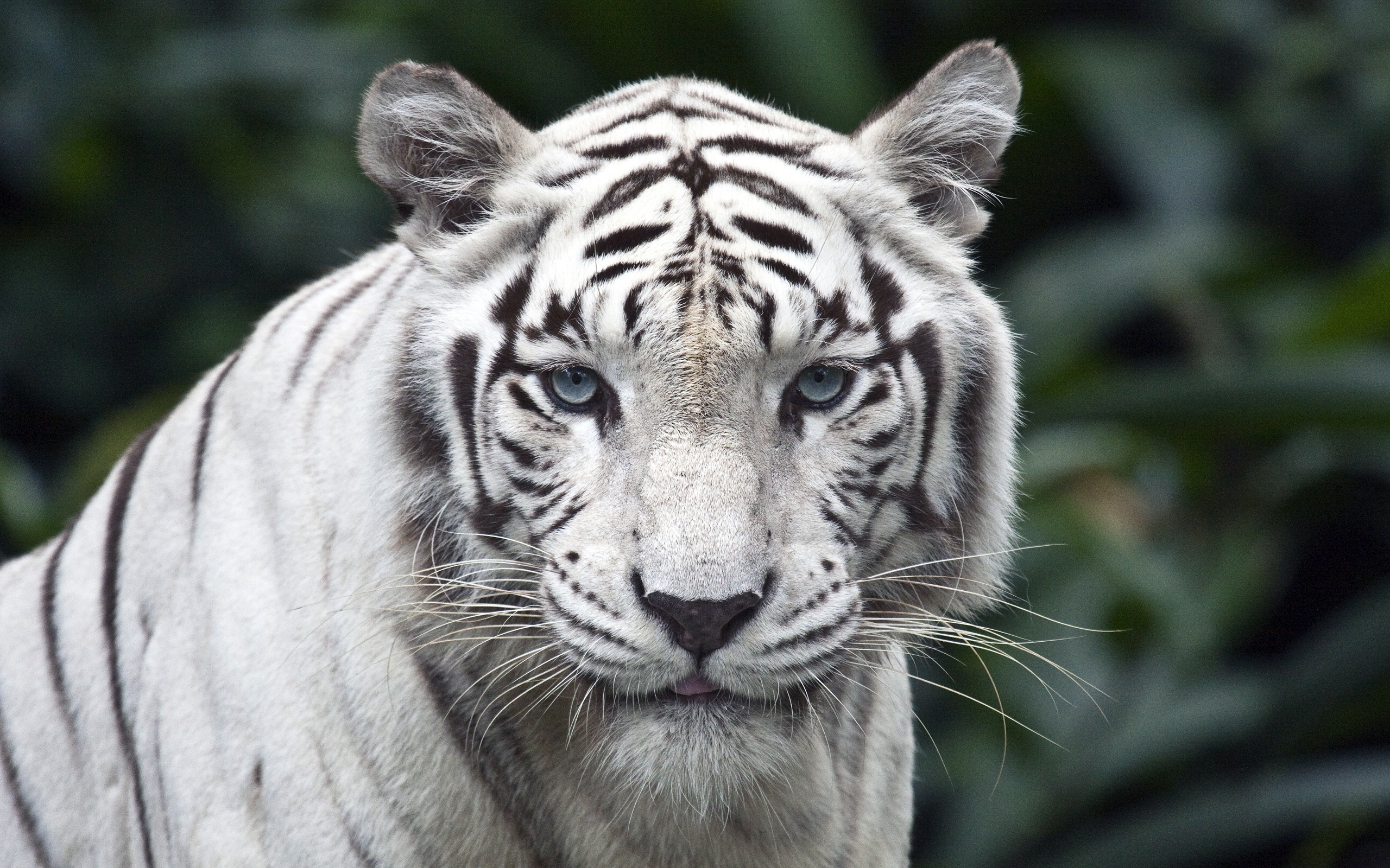 White Tiger in its Majestic Glory