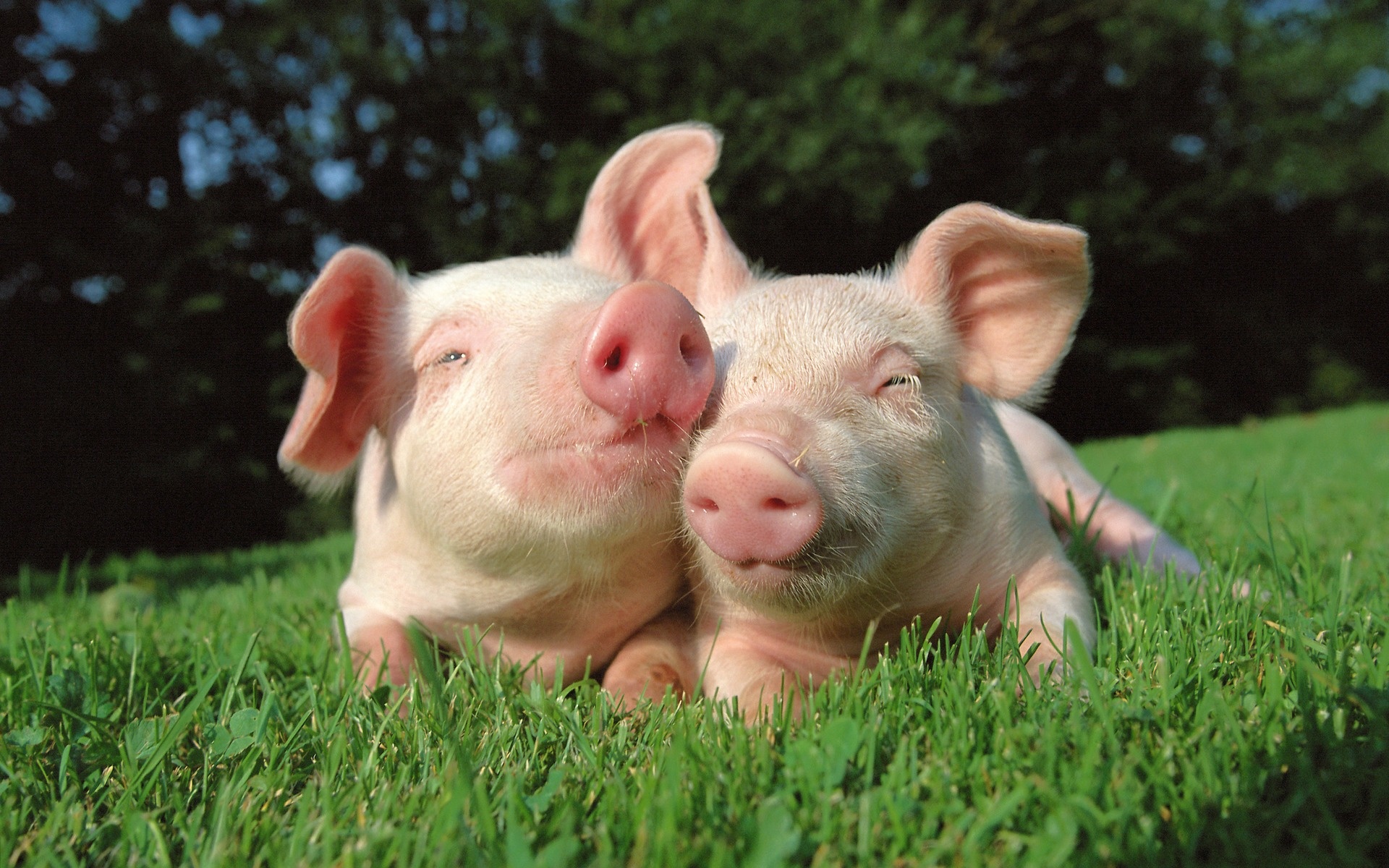 A cute pig in a refreshing green field.