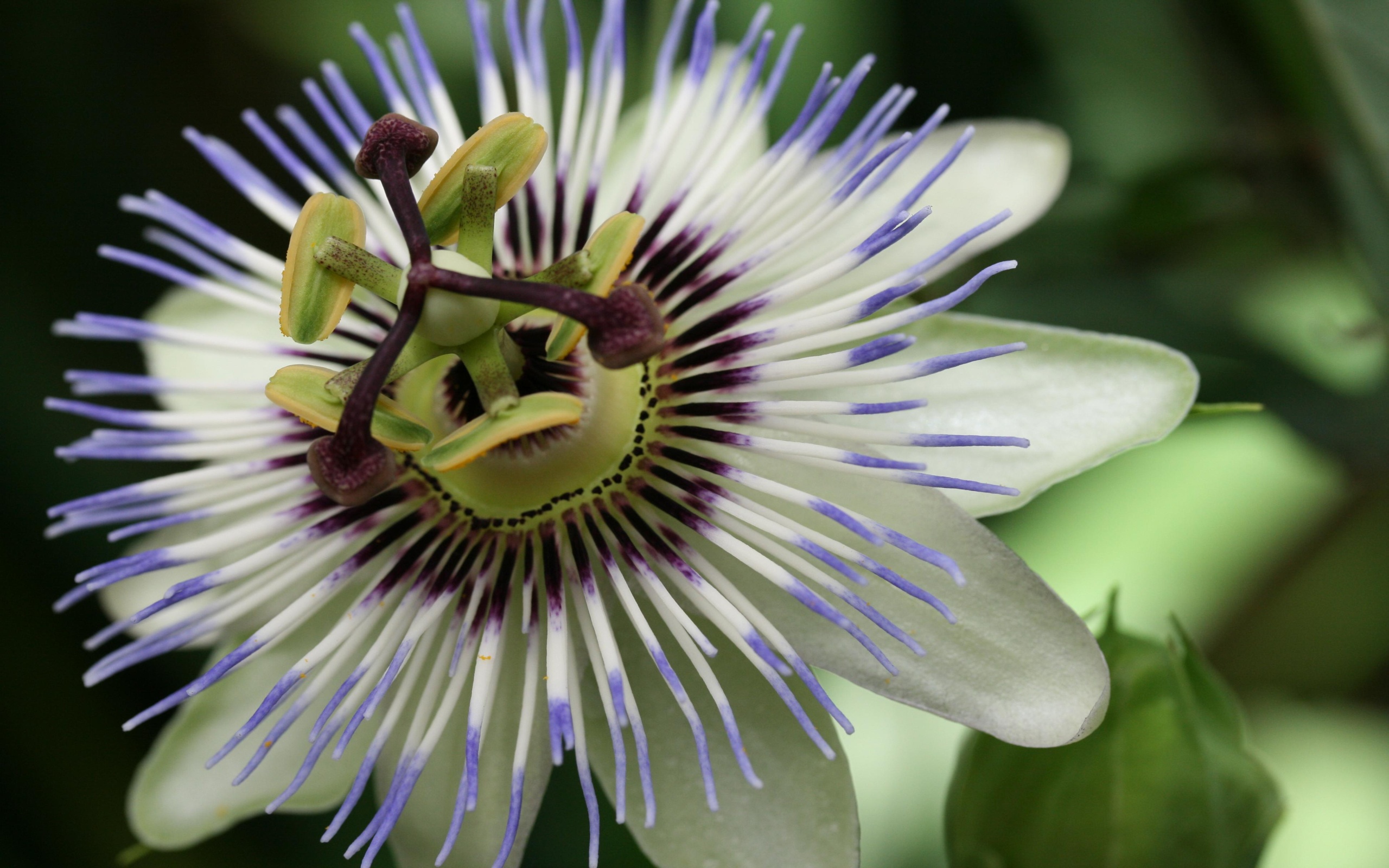 10+ Passion Flower HD Wallpapers and Backgrounds