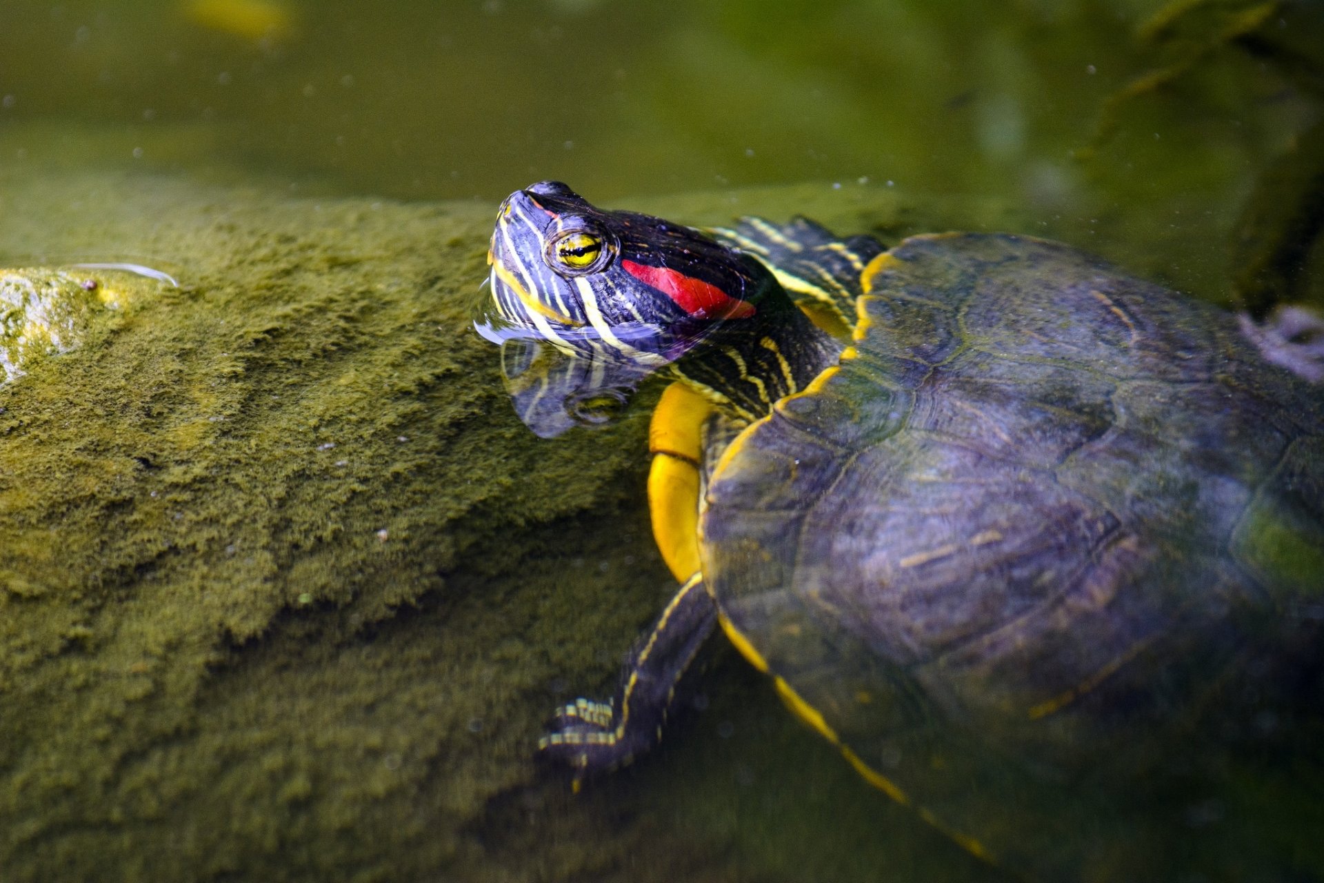 Download Animal Turtle HD Wallpaper