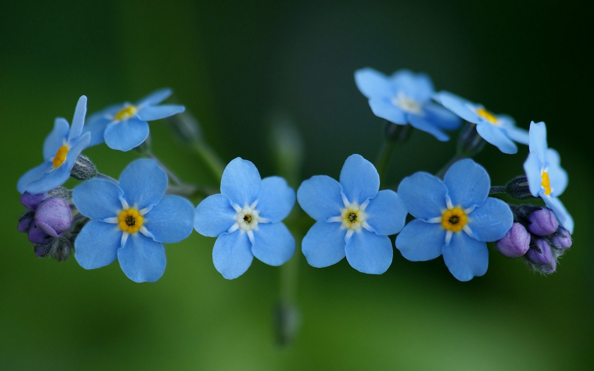 forget me not background