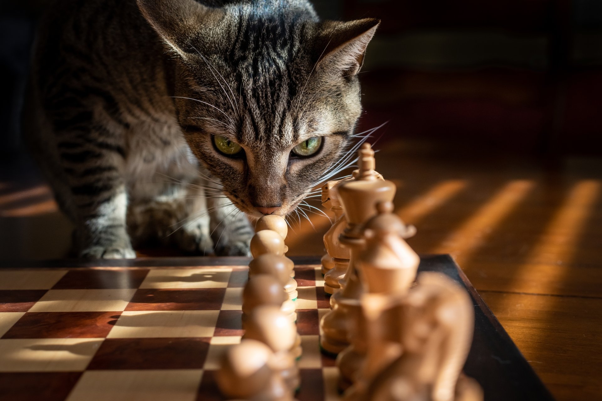 5K Ultra HD Wallpaper: Chess Cat Checkmate