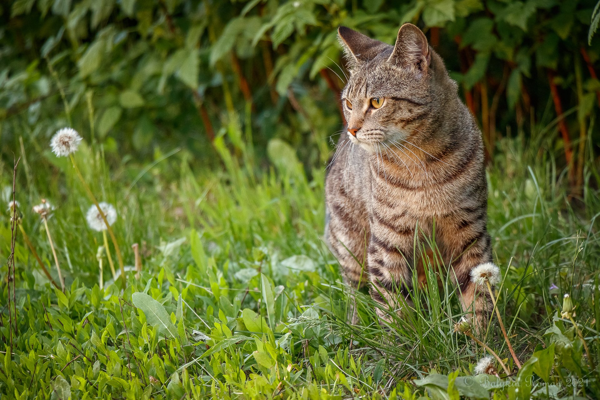 Download Animal Cat HD Wallpaper by Vergilius