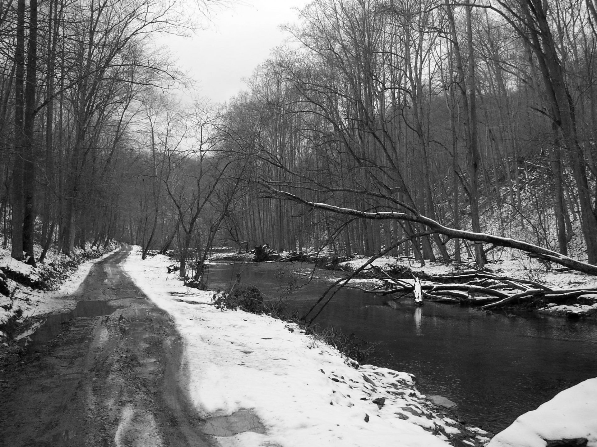 A serene winter scene featuring bare trees along a snow-covered stream, creating a tranquil atmosphere in nature. This beautiful image serves as a captivating HD desktop wallpaper.