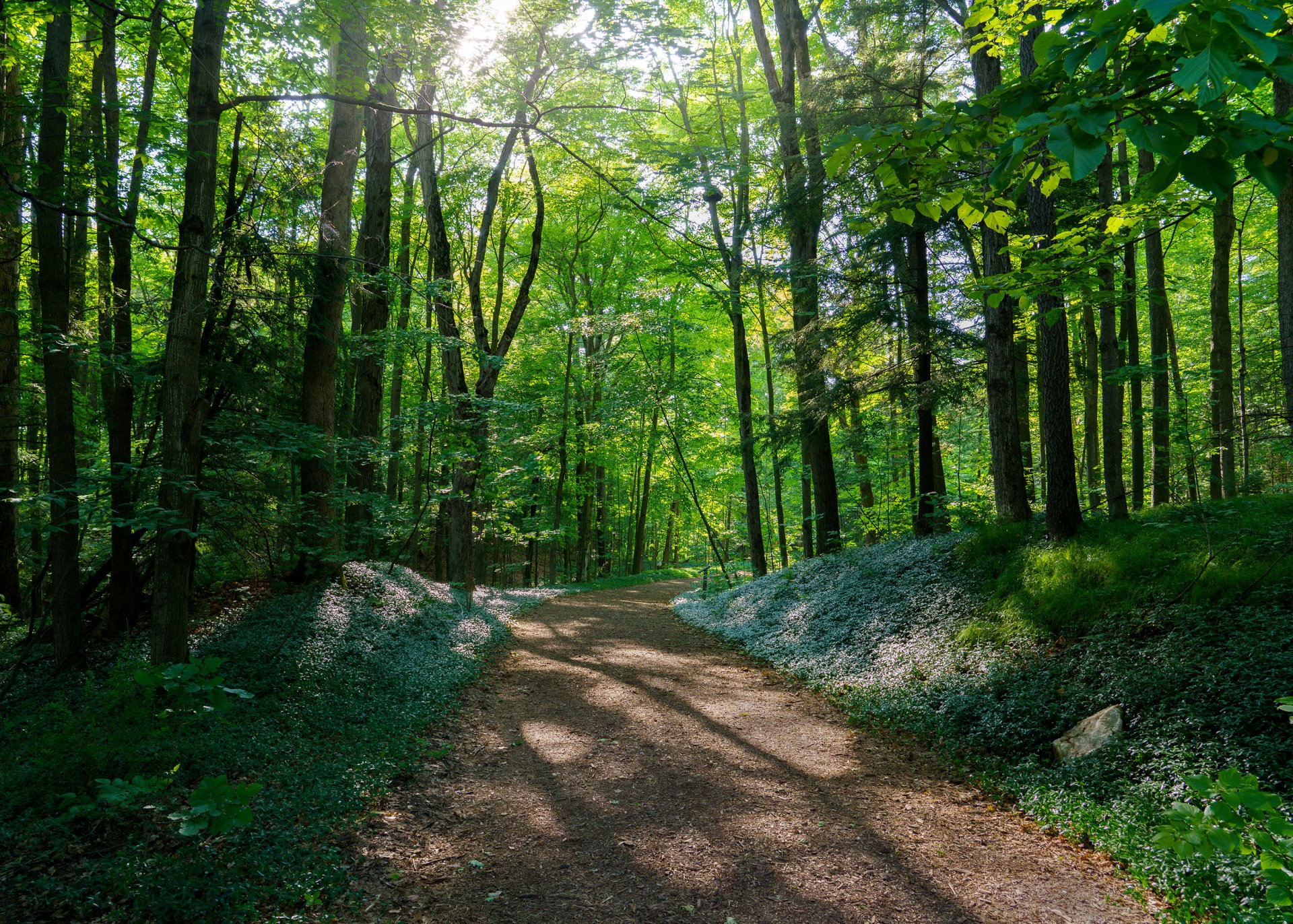 Download Nature Tree Path HD Wallpaper by G A S