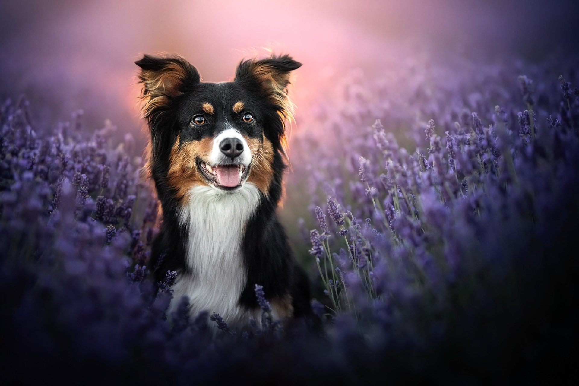 Download Lavender Animal Dog HD Wallpaper | 2048x1365 | Wallpaper Abyss