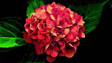HD desktop wallpaper featuring a vibrant red hydrangea flower rendered in an oil painting style against dark green foliage.