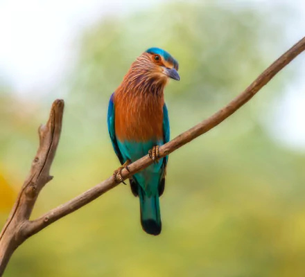  Indian Roller (coracias benghalensis) by Hassan Pasha