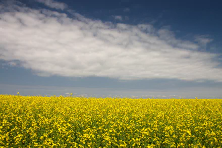 yellow flower nature rapeseed HD Desktop Wallpaper | Background Image