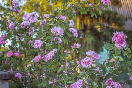 nature rose bush HD Desktop Wallpaper | Background Image