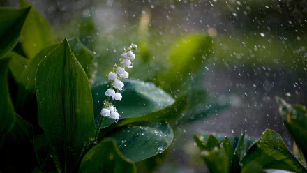 nature lily of the valley HD Desktop Wallpaper | Background Image