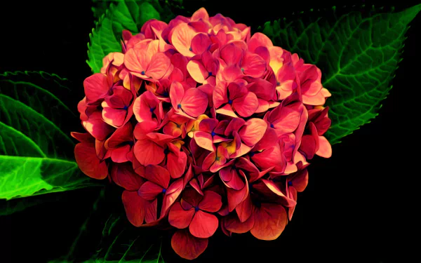 HD desktop wallpaper featuring a vibrant red hydrangea flower rendered in an oil painting style against dark green foliage.