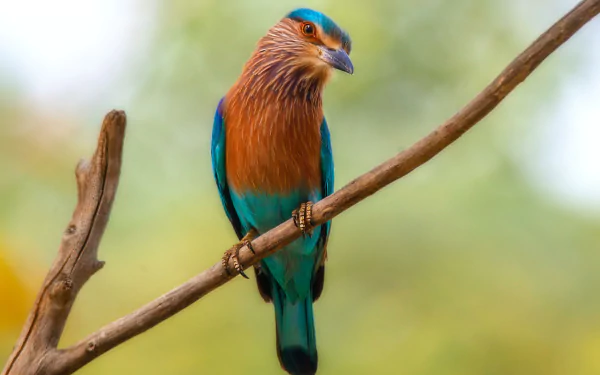 Indian Roller (coracias benghalensis) by Hassan Pasha