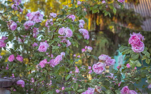 nature rose bush HD Desktop Wallpaper | Background Image