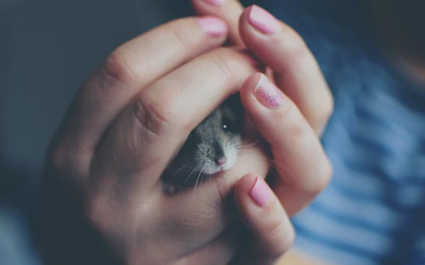 finger mouse photography macro HD Desktop Wallpaper | Background Image