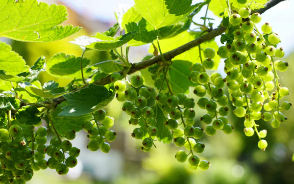 food currants HD Desktop Wallpaper | Background Image