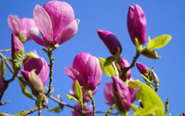 nature magnolia HD Desktop Wallpaper | Background Image