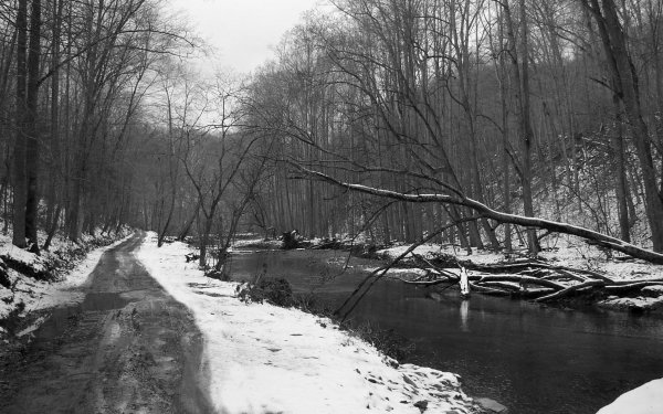 Earth Winter Stream Tree HD Wallpaper | Background Image