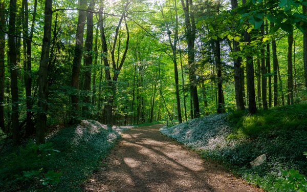 Earth Path Tree Nature HD Wallpaper | Background Image