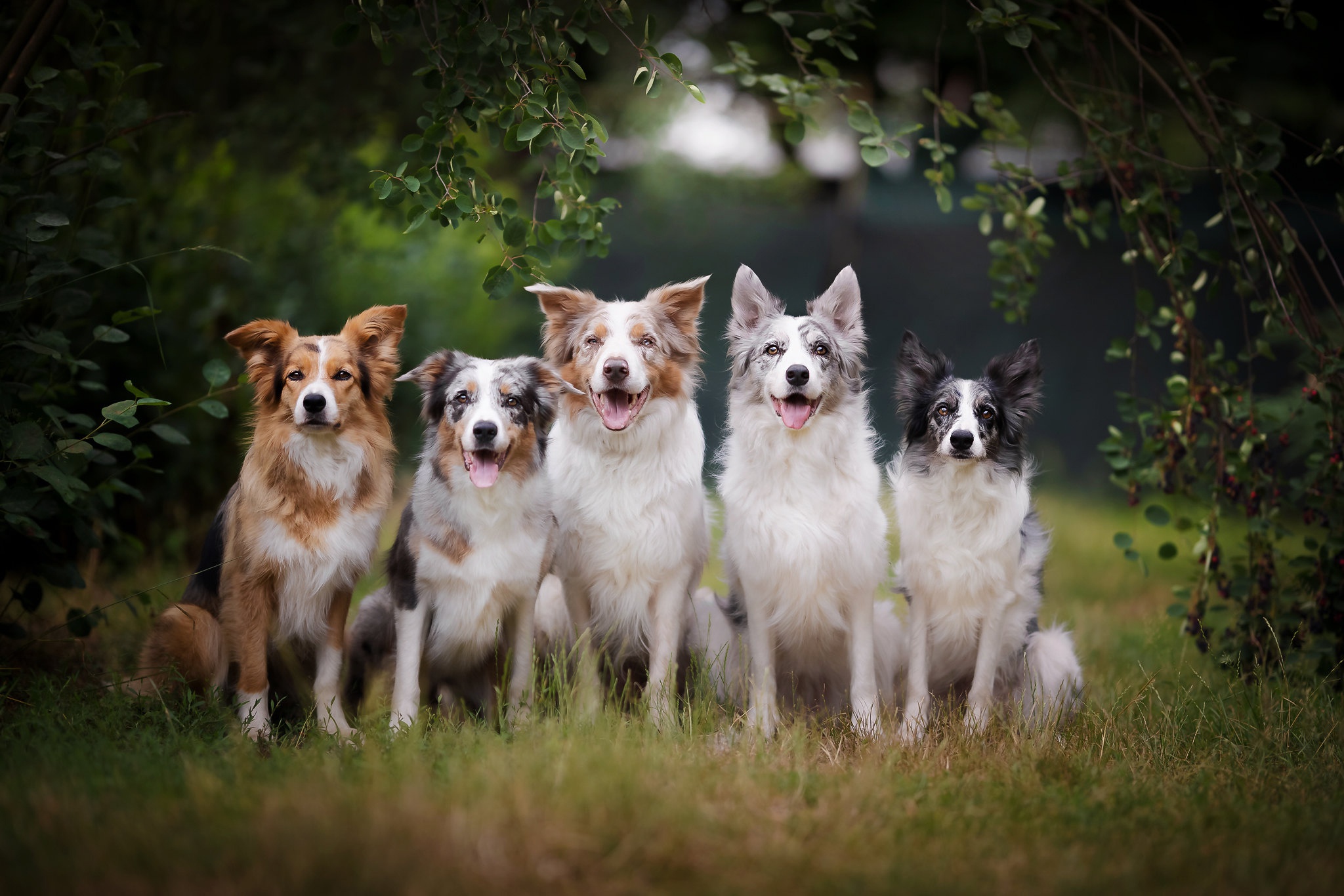 Animal Border Collie HD Wallpaper