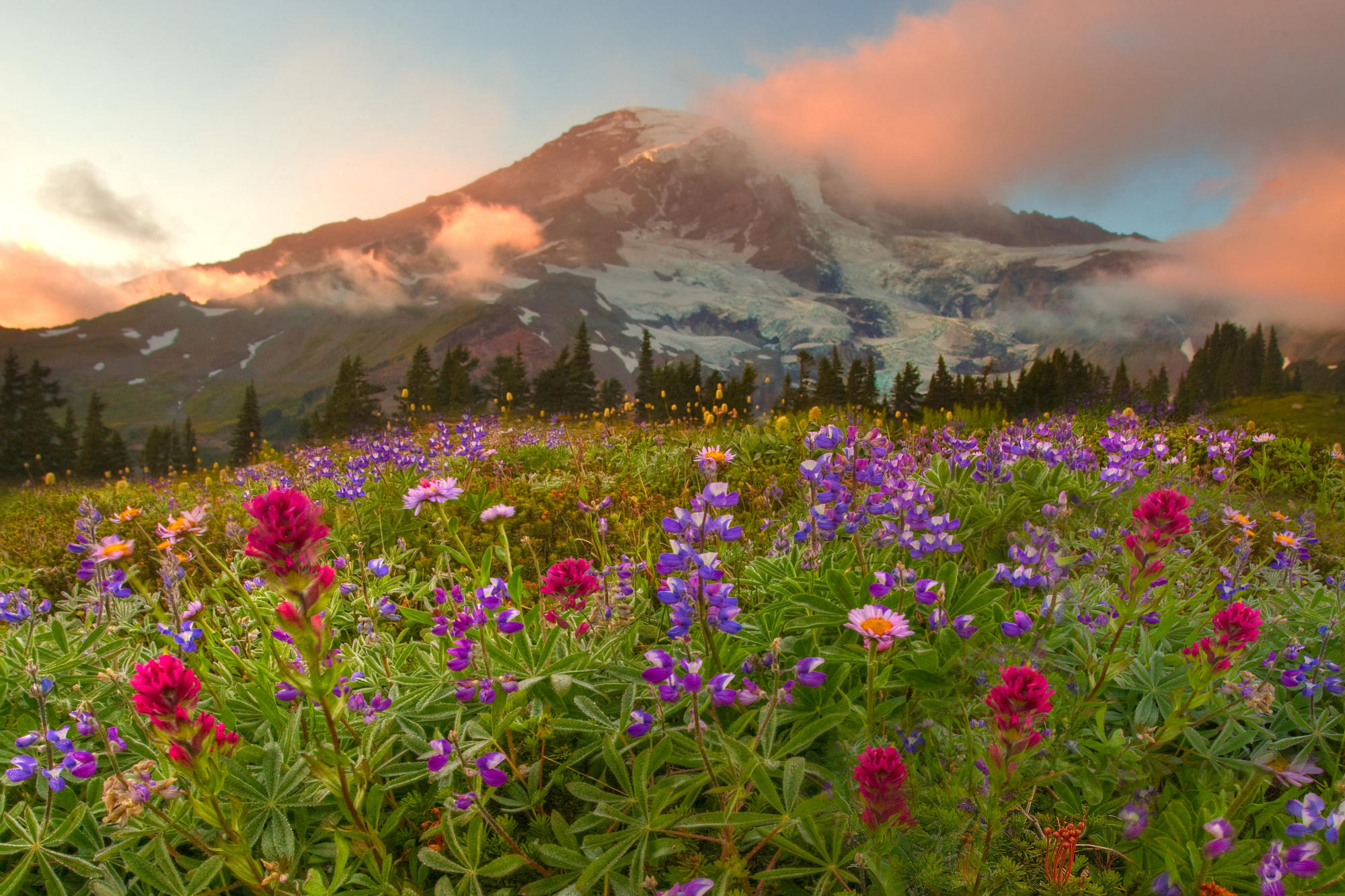 Горы Альпийские Луга цветы красота