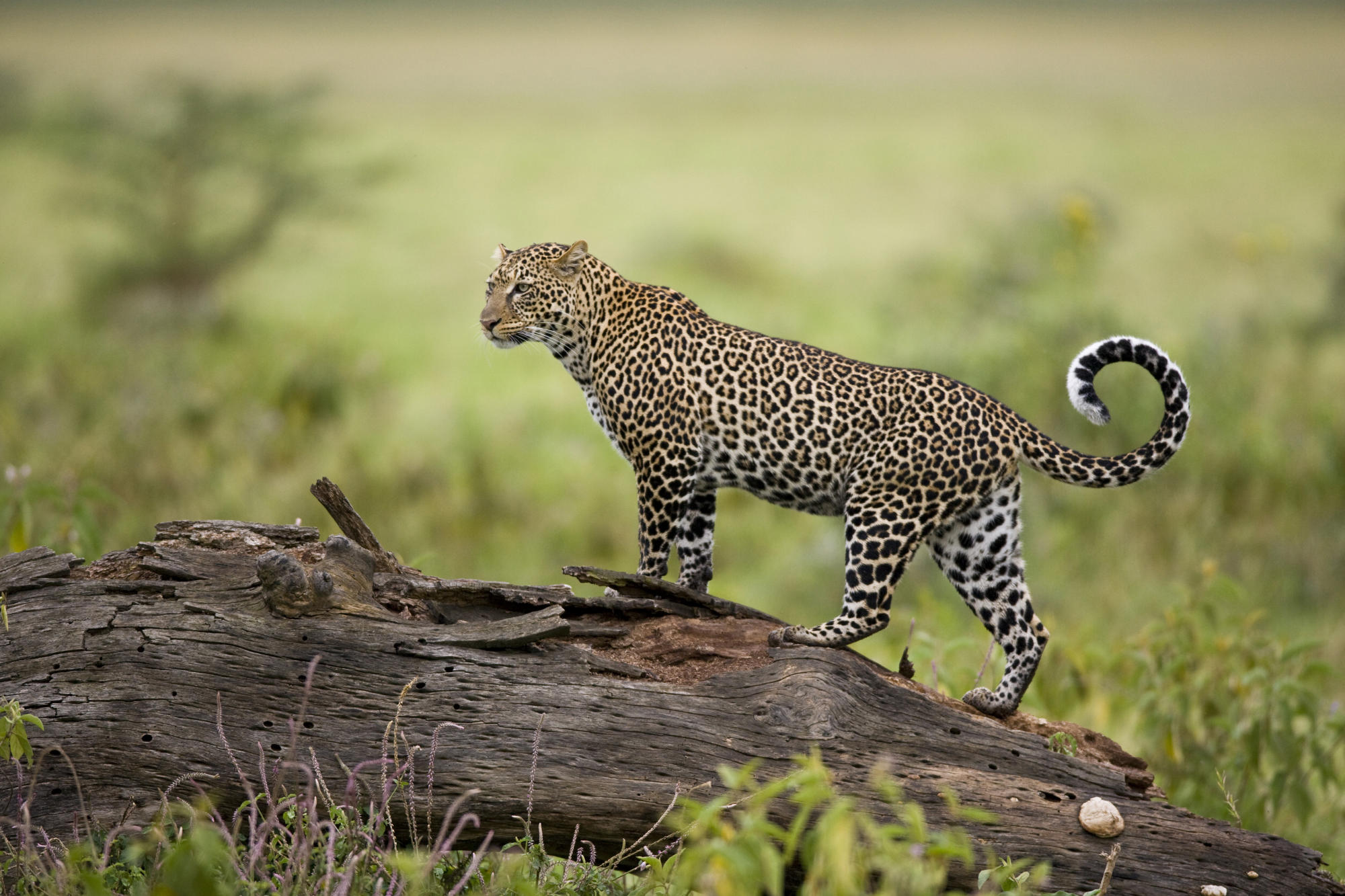 Leopard prowling in the wild