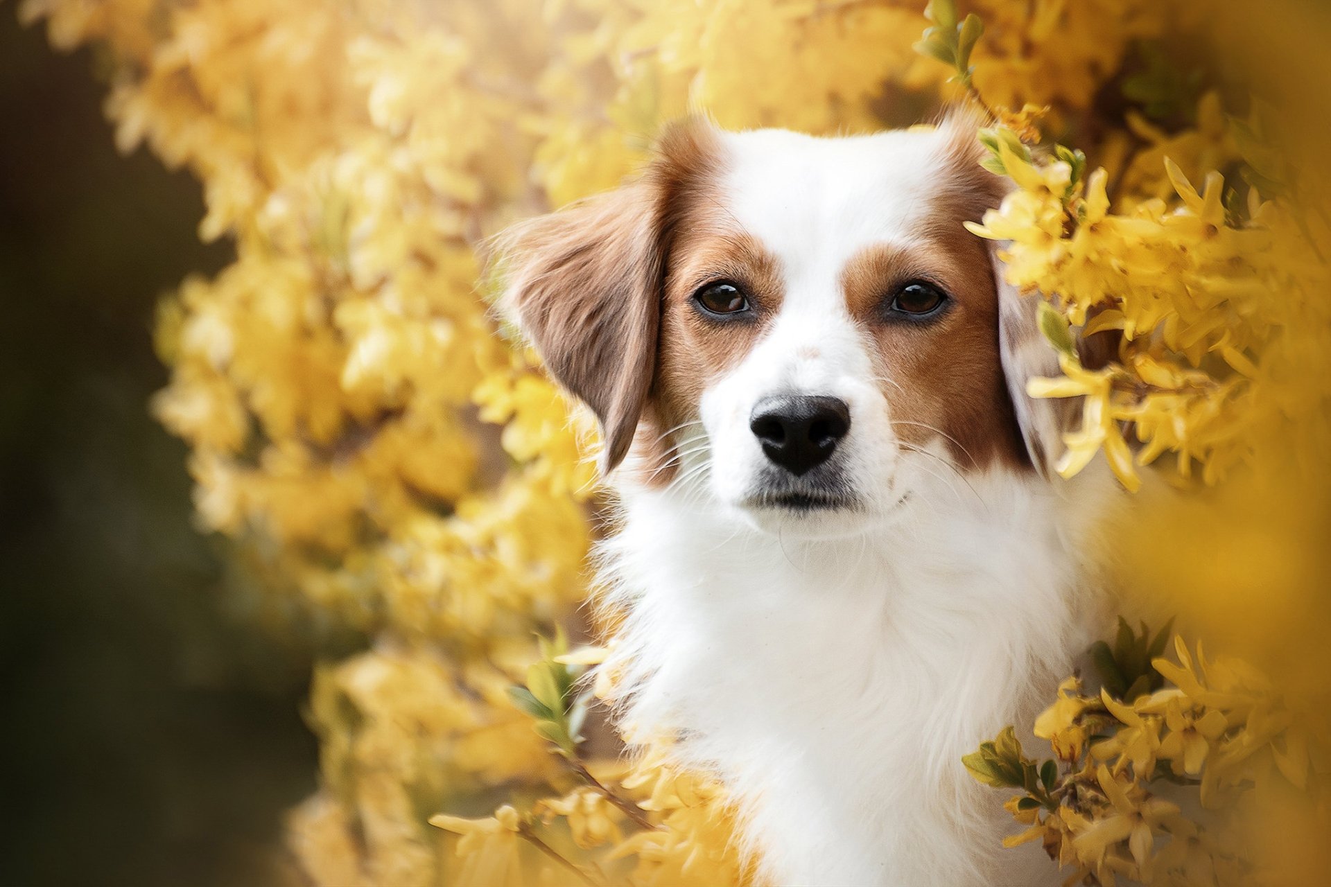 Download Dog Animal Kooikerhondje HD Wallpaper