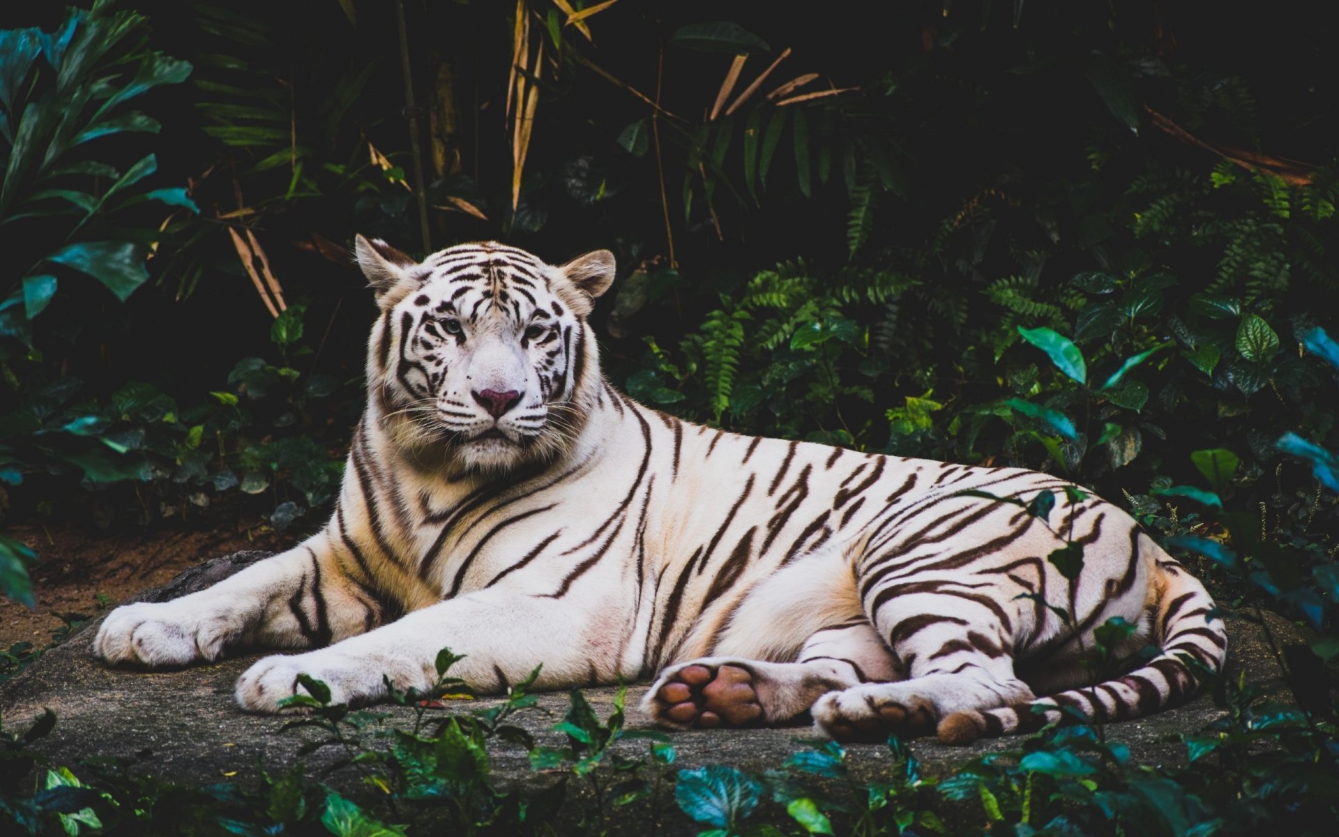Download Animal White Tiger HD Wallpaper