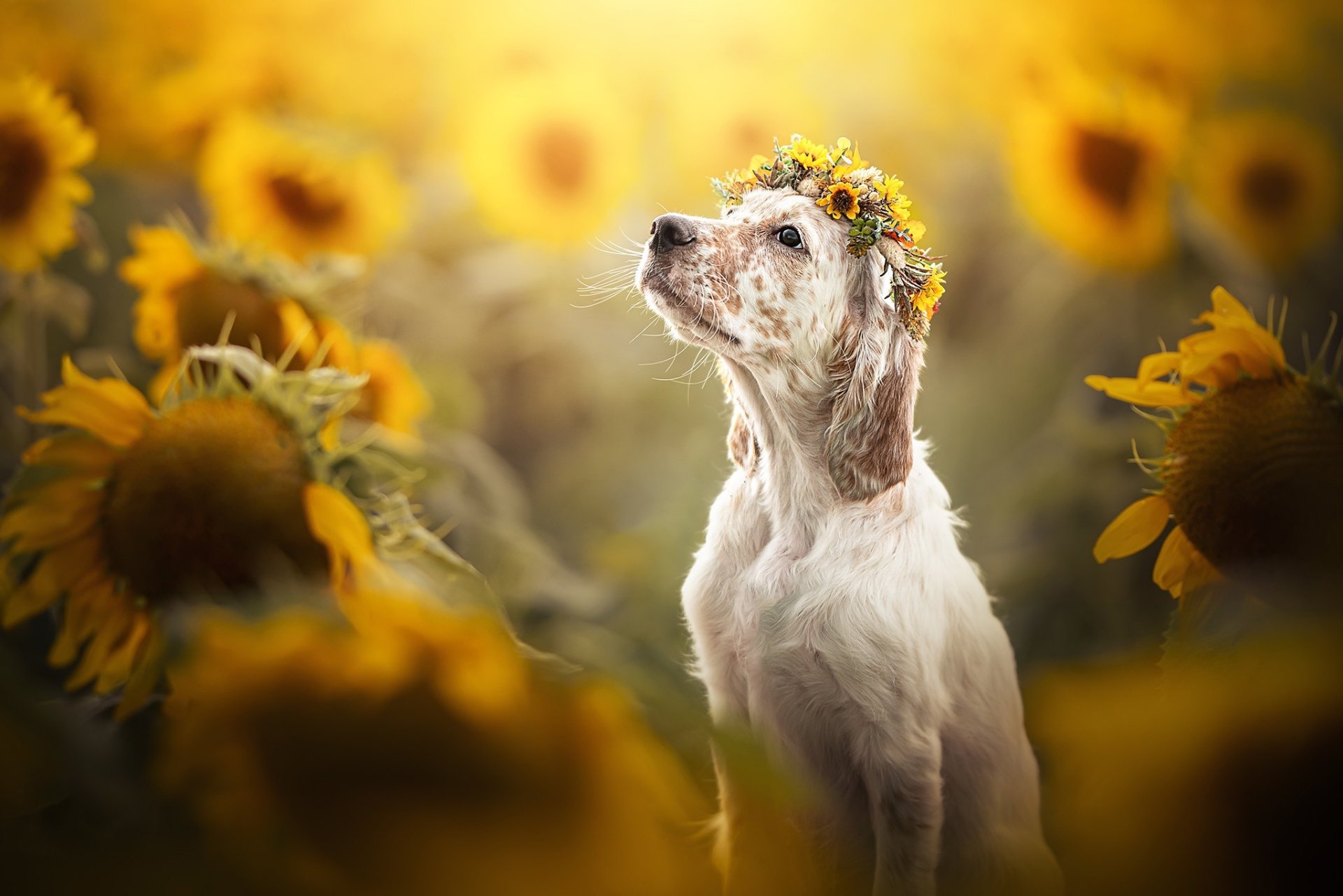 Download Wreath Sunflower Animal Dog HD Wallpaper